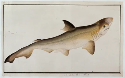 Hai, Eekan Ee-oo, aus Zeichnungen von Fischen von Malakka, ca. 1805-18
